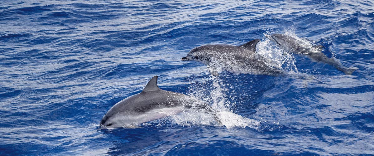 A pod of dolphins